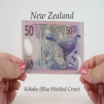 Buy Fake $50 NZD Bills